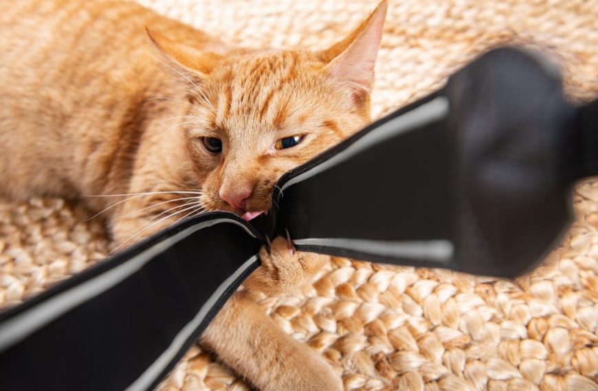 Manx : guide race de chat