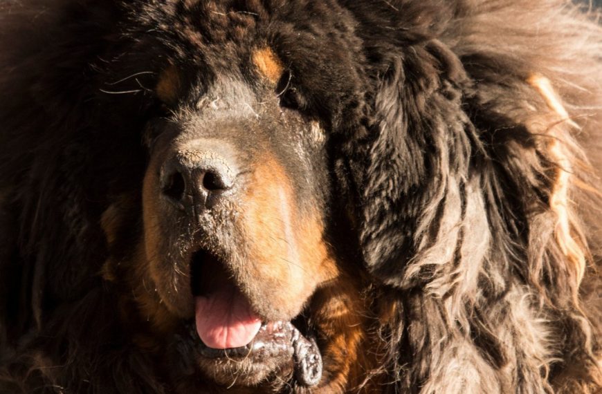 Mastiff : guide race de chien