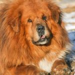 Mâtin de l&rsquo;Alentejo : guide race de chien