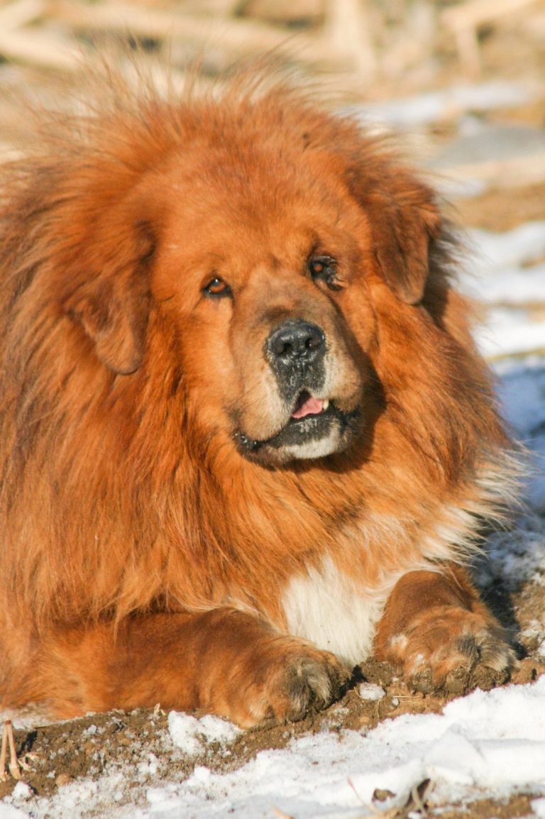 Mâtin de l’Alentejo : guide race de chien