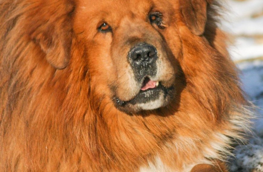 Mâtin de l’Alentejo : guide race de chien