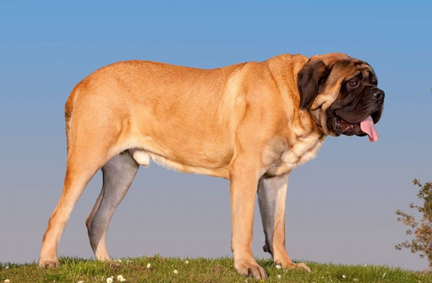 Mâtin de Naples : guide race de chien