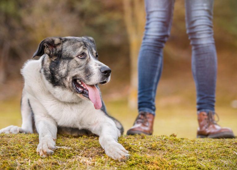 Mâtin Espagnol : guide race de chien
