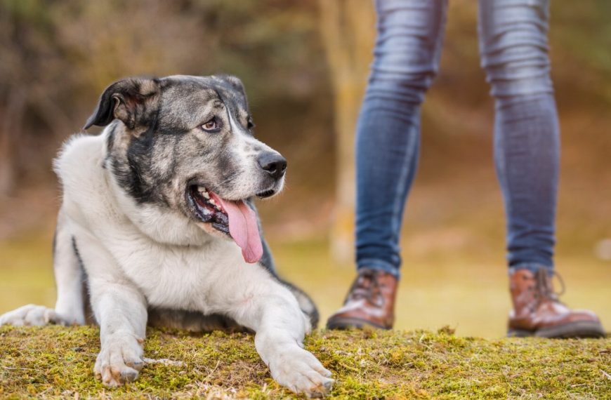 Mâtin Espagnol : guide race de chien