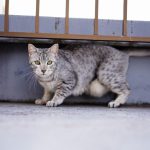 Mau Egyptien : guide race de chat