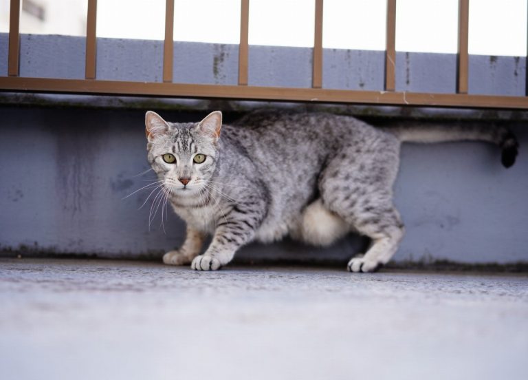 Mau Egyptien : guide race de chat