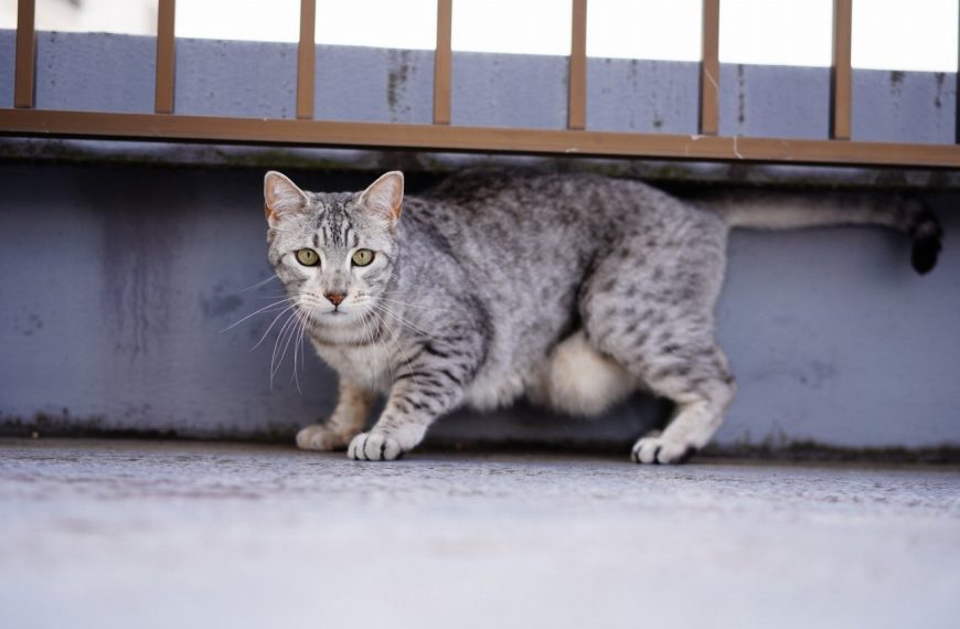 Mau Egyptien : guide race de chat