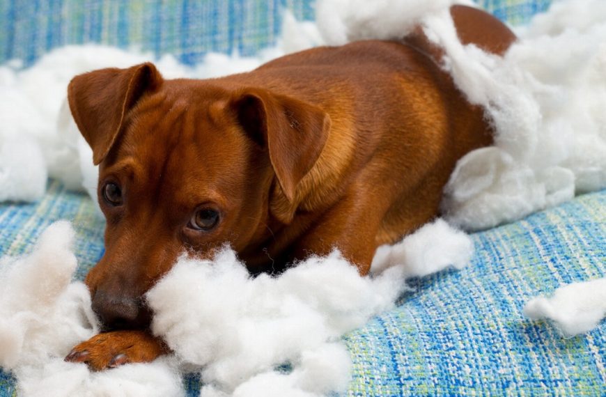 Mordu par un chien ? Découvrez les gestes qui sauvent !
