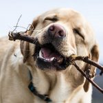 Morsures de chien : découvrez les 5 types les plus dangereux et comment les éviter !