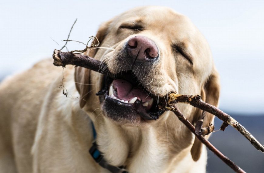 Morsures de chien : découvrez les 5 types les plus dangereux et comment les éviter !
