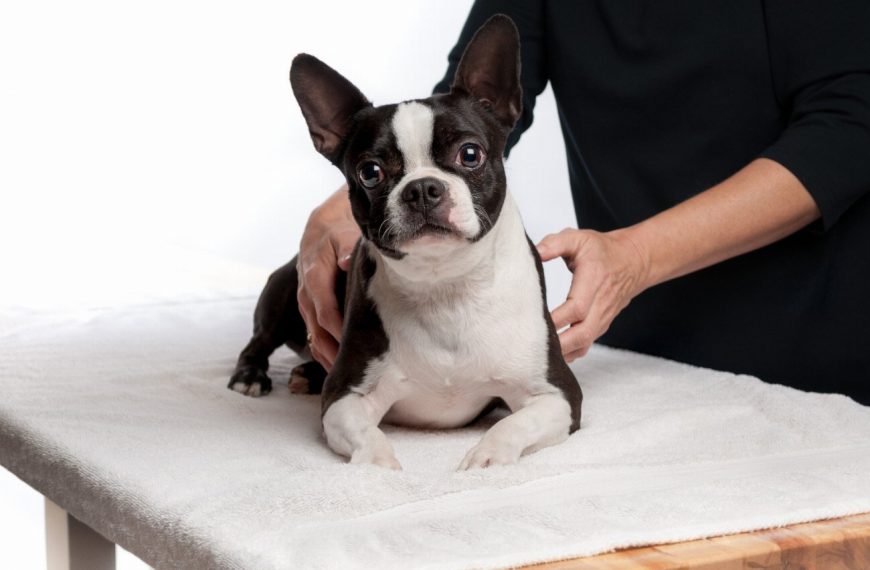 Musicothérapie canine : comment la musique peut transformer la vie de votre chien !