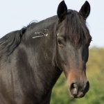 Mustang : guide race de cheval