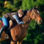 Nokota : guide race de cheval