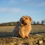 Norfolk Terrier : guide race de chien