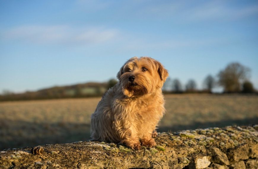 Norfolk Terrier : guide race de chien