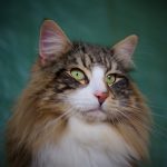 Norvégien : guide race de chat