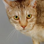 Ocicat : guide race de chat