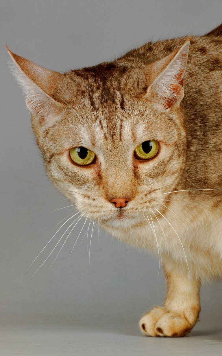 Ocicat : guide race de chat