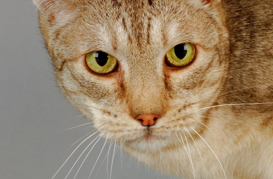 Ocicat : guide race de chat