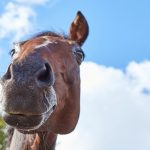 Oldenbourg : guide race de cheval