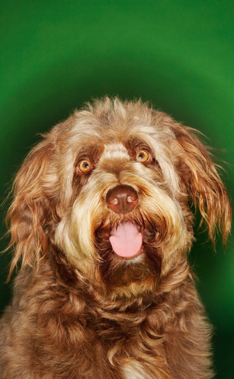 Otterhound : guide race de chien