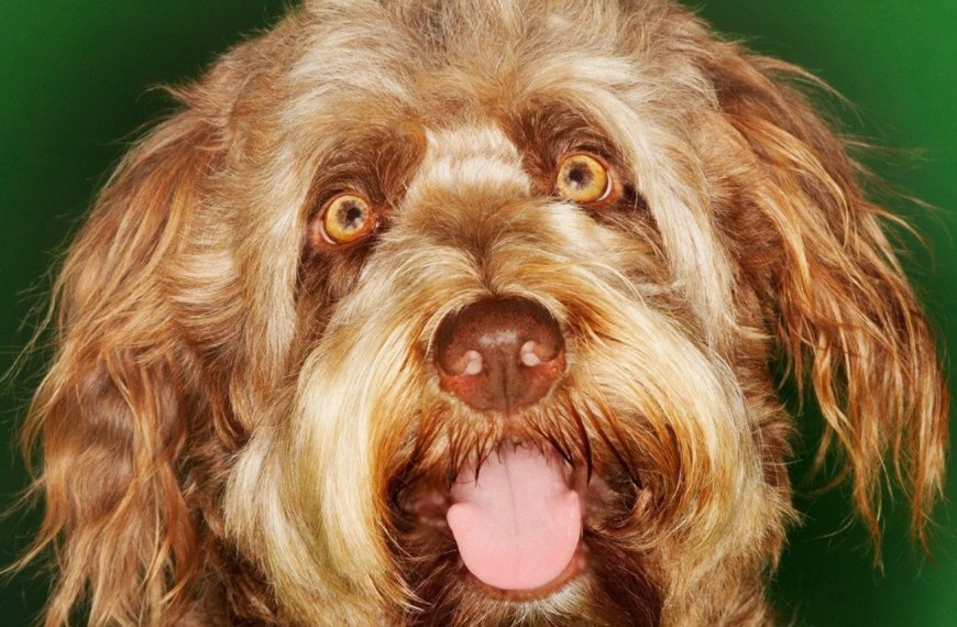 Otterhound : guide race de chien