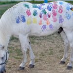 Paint Horse : guide race de cheval