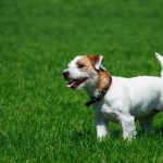 Parson Russell Terrier : guide race de chien