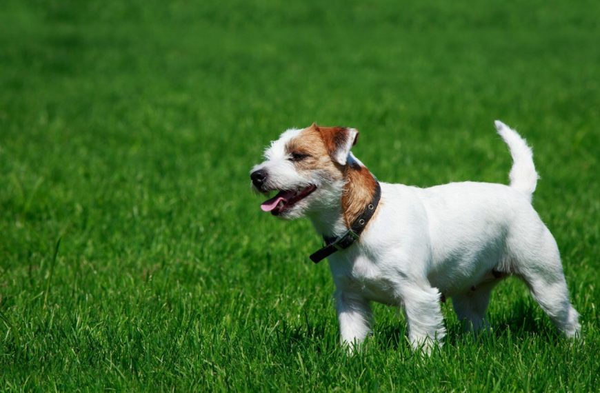 Parson Russell Terrier : guide race de chien