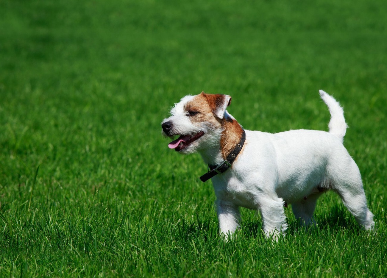 Parson Russell Terrier : guide race de chien