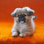 Pékinois : guide race de chien