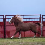 Percheron : guide race de cheval