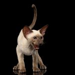 Peterbald : guide race de chat