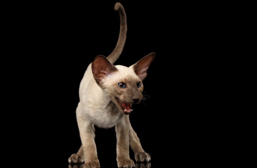 Peterbald : guide race de chat