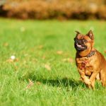 Petit Basset Griffon vendéen : guide race de chien