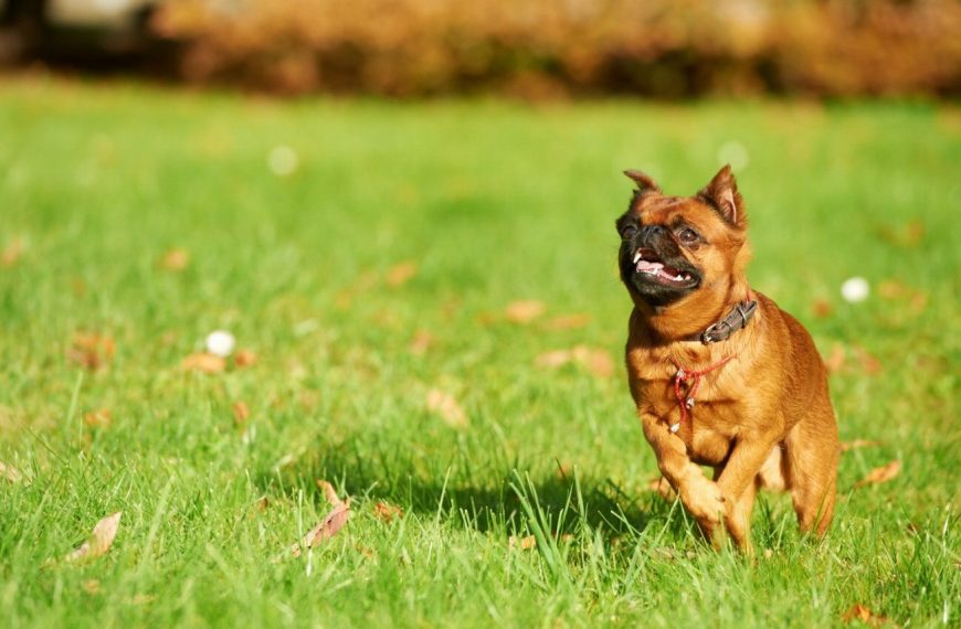 Petit Basset Griffon vendéen : guide race de chien