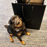 Petit Brabançon : guide race de chien