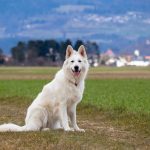 Petit Chien Courant Suisse : guide race de chien