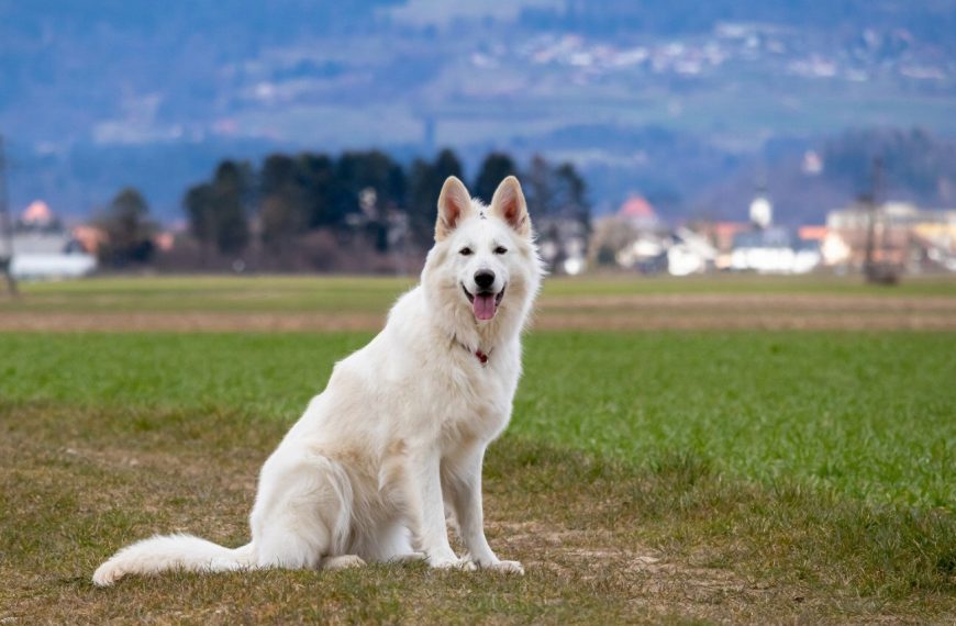 Petit Chien Courant Suisse : guide race de chien