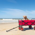 Petit chien hollandais de chasse au gibier d&rsquo;eau : guide race de chien