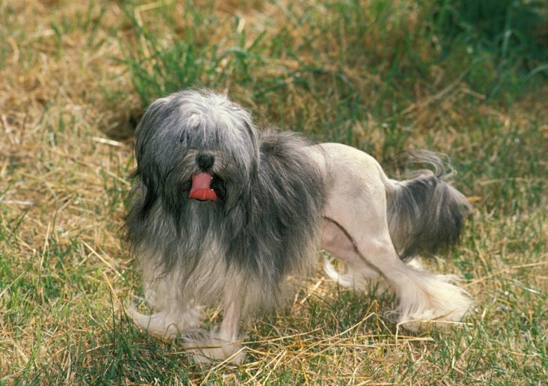Petit Chien Lion : guide race de chien