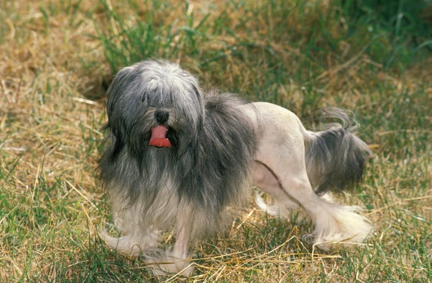 Petit Chien Lion : guide race de chien