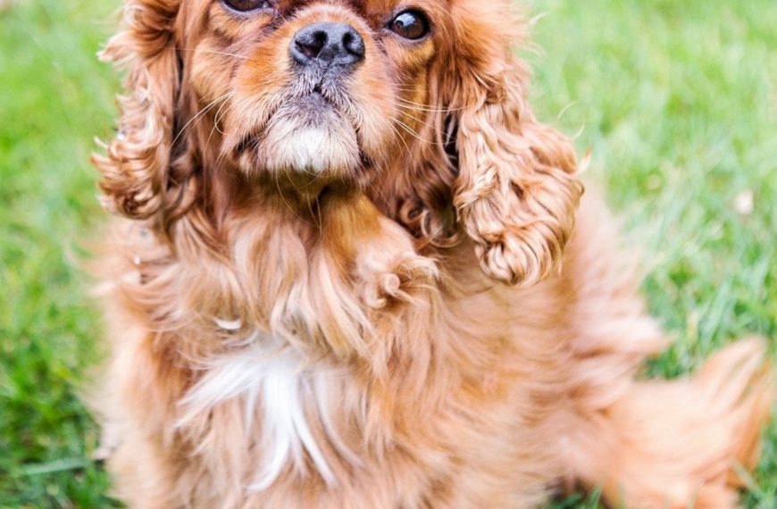Petit Epagneul de Münster : guide race de chien