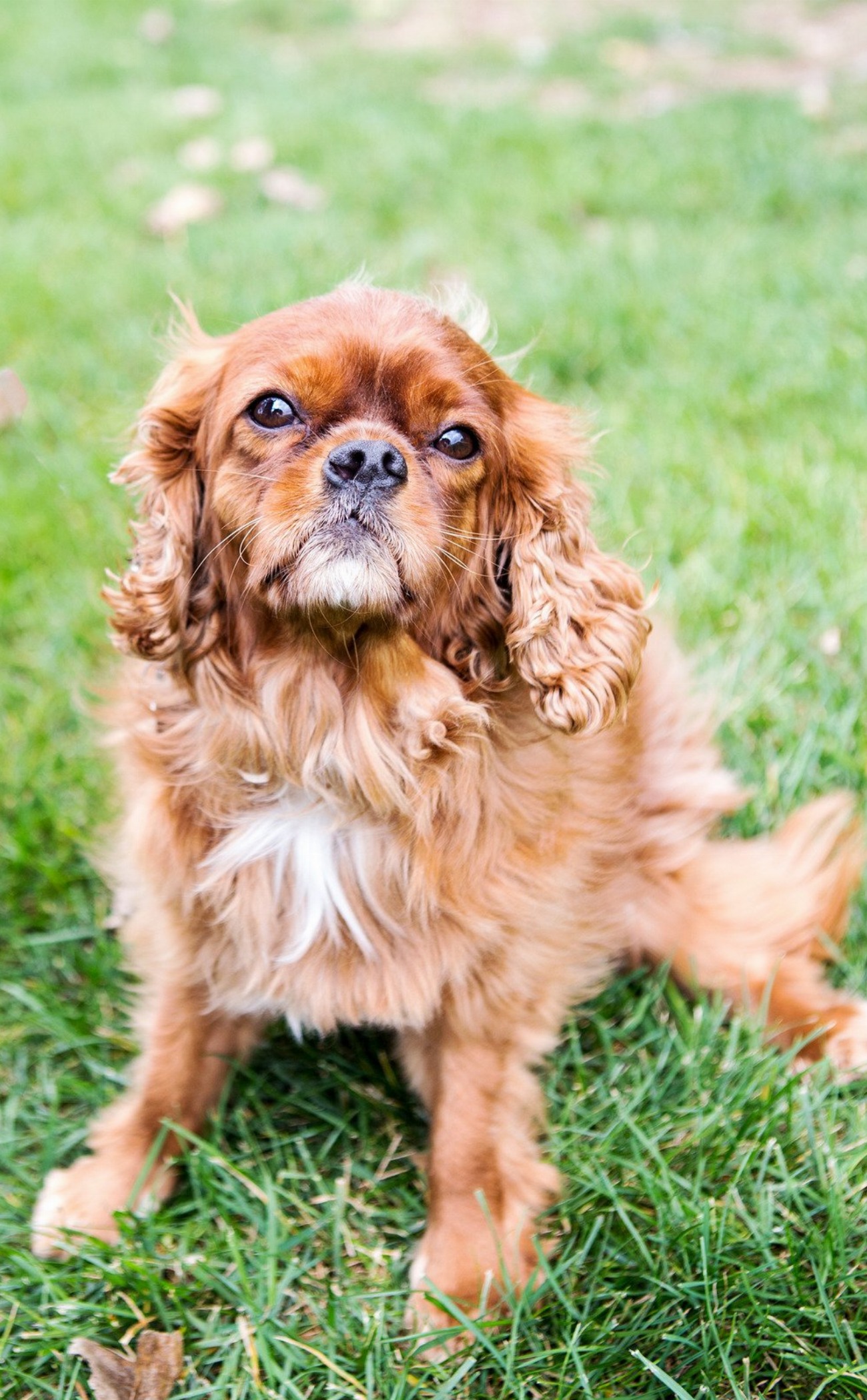 Petit Epagneul de Münster : guide race de chien