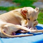 Petit Lévrier Italien : guide race de chien