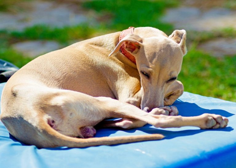 Petit Lévrier Italien : guide race de chien