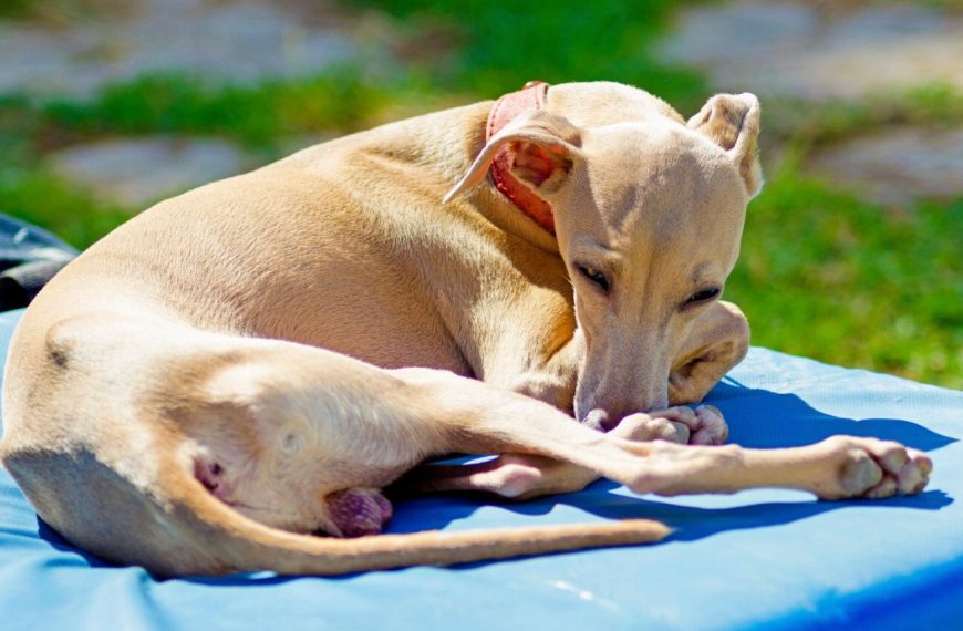 Petit Lévrier Italien : guide race de chien