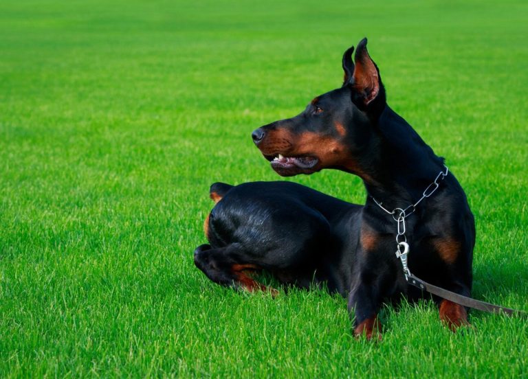 Pinscher autrichien à poil court : guide race…