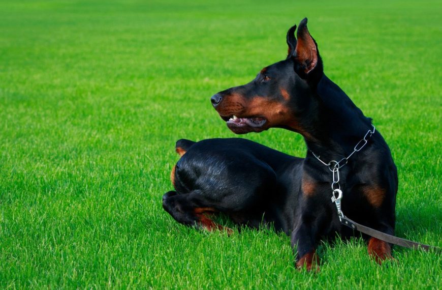 Pinscher autrichien à poil court : guide race de chien