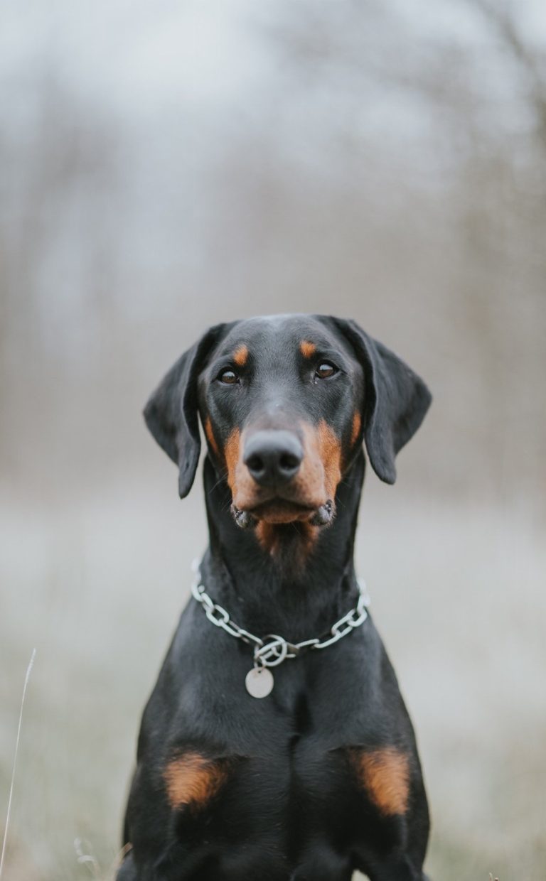 Pinscher : guide race de chien